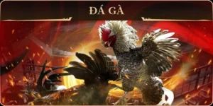 Cách Chơi Đá Gà GA28 Tại Win777 Dễ Thắng Cho Người Mới 2 Cách Chơi Đá Gà GA28 Tại Win777 Dễ Thắng Cho Người Mới