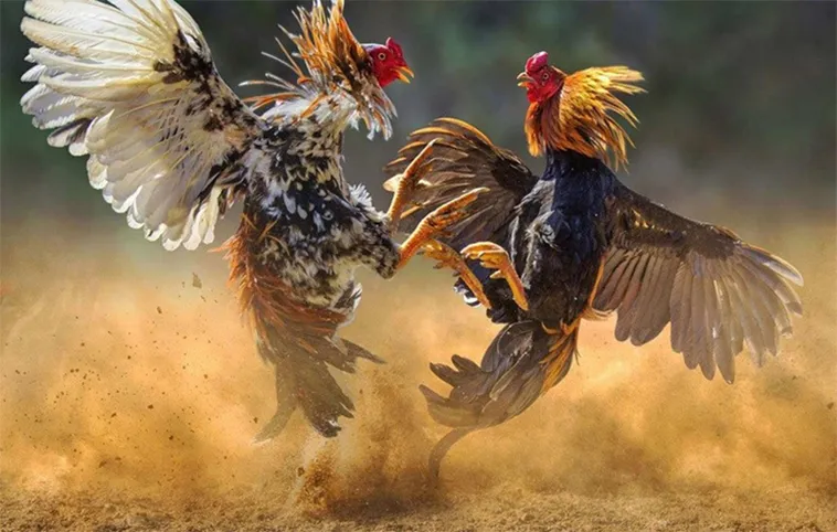 Hướng Dẫn Chơi Đá Gà WS168 Tại Win777 Dễ Thắng Cho Tân Thủ 1 Hướng Dẫn Chơi Đá Gà WS168 Tại Win777 Dễ Thắng Cho Tân Thủ